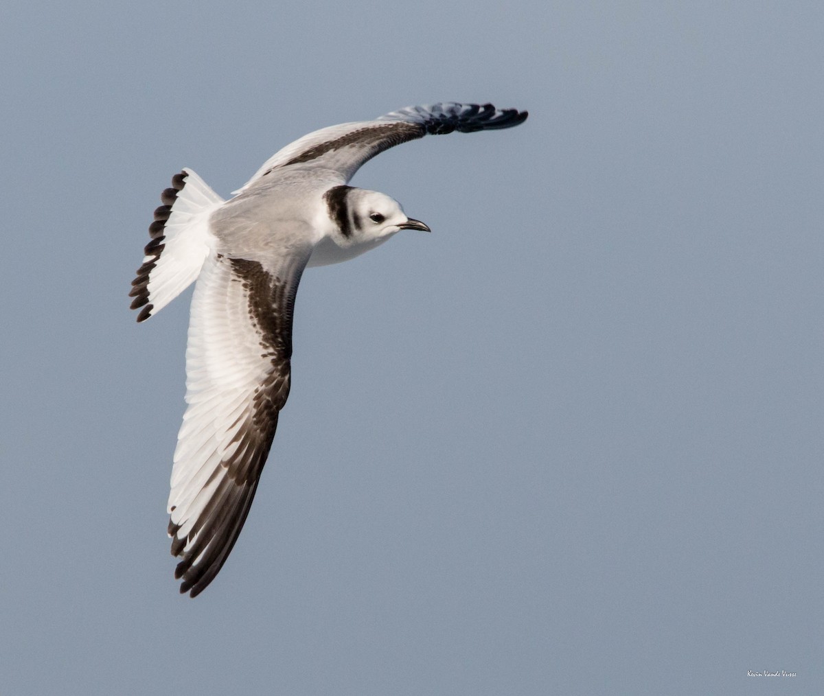 Black-legged Kittiwake - Kevin Vande Vusse