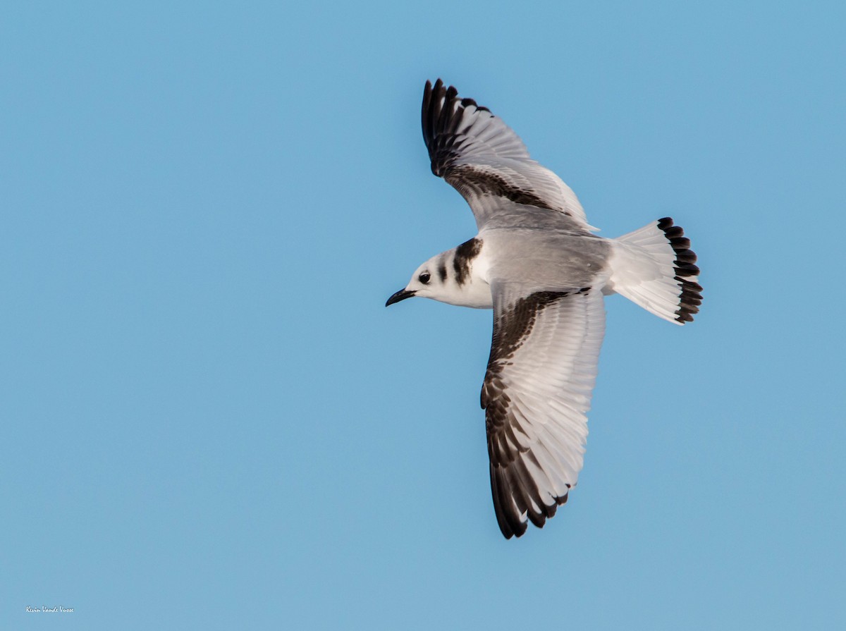 Black-legged Kittiwake - Kevin Vande Vusse