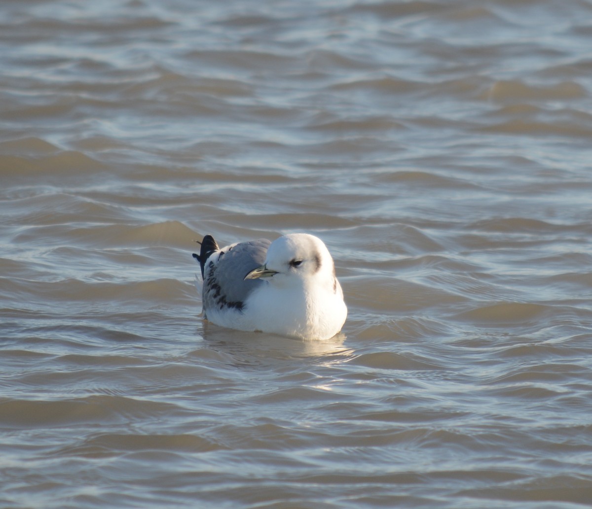 Black-legged Kittiwake - Anthony Henehan