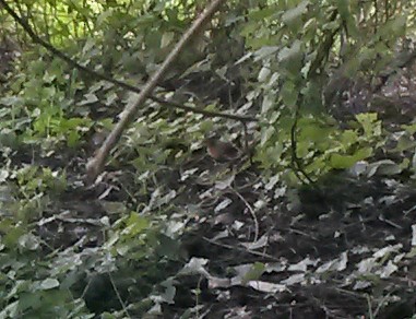 Rusty-flanked Crake - Gianco Angelozzi-Blanco