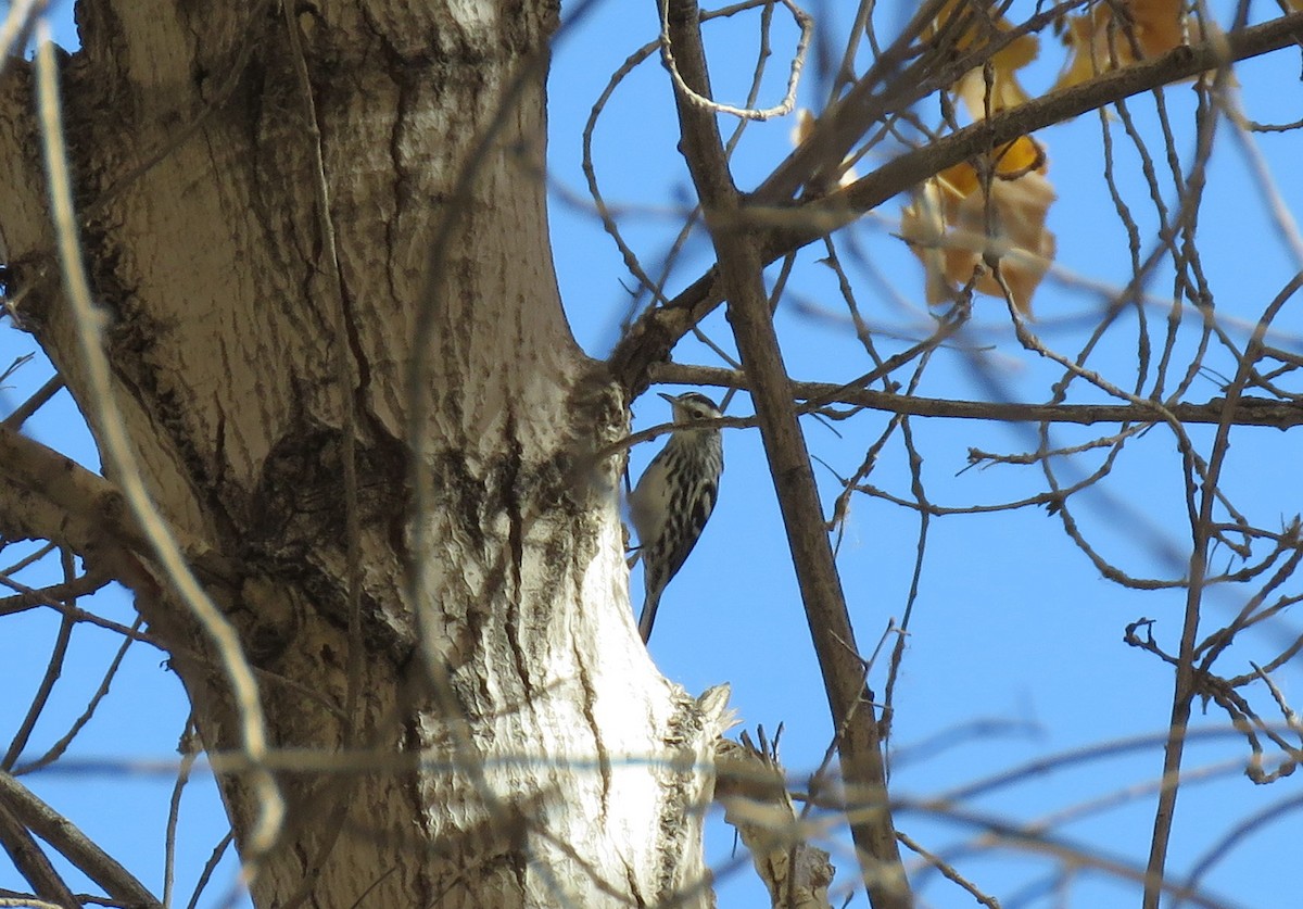 Black-and-white Warbler - ML80584411
