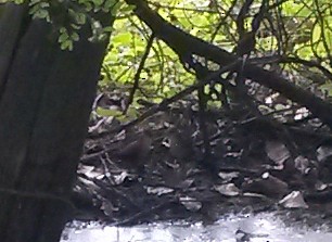 Rusty-flanked Crake - Gianco Angelozzi-Blanco