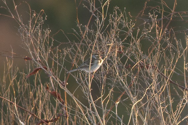 Clay-colored Sparrow - ML80585661