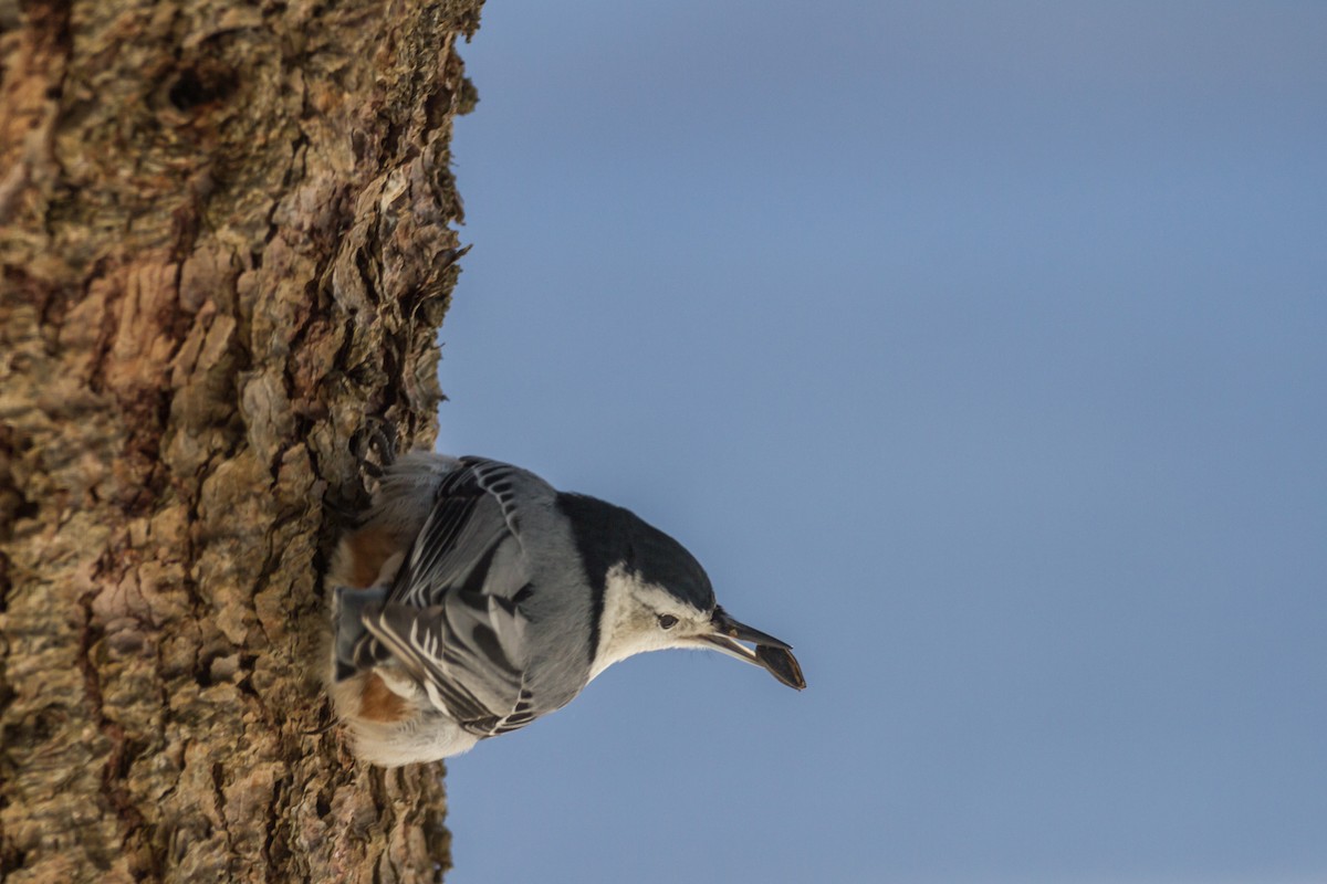 White-breasted Nuthatch - Bruce Gates