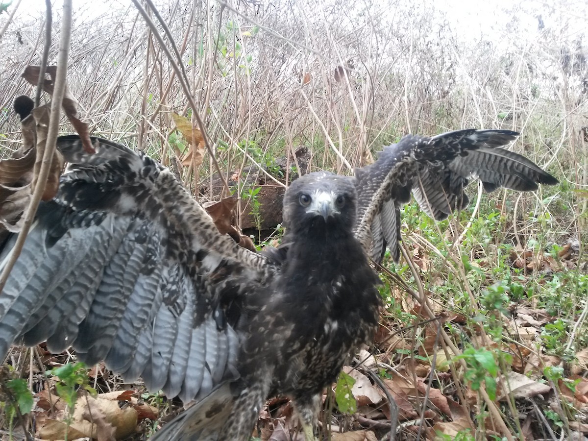 White-tailed Hawk - Gianco Angelozzi-Blanco