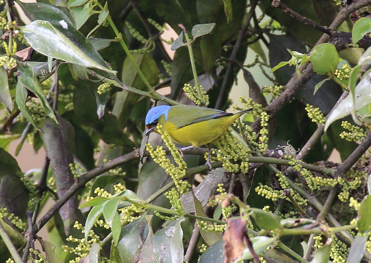 Elegant Euphonia - Doug Beach