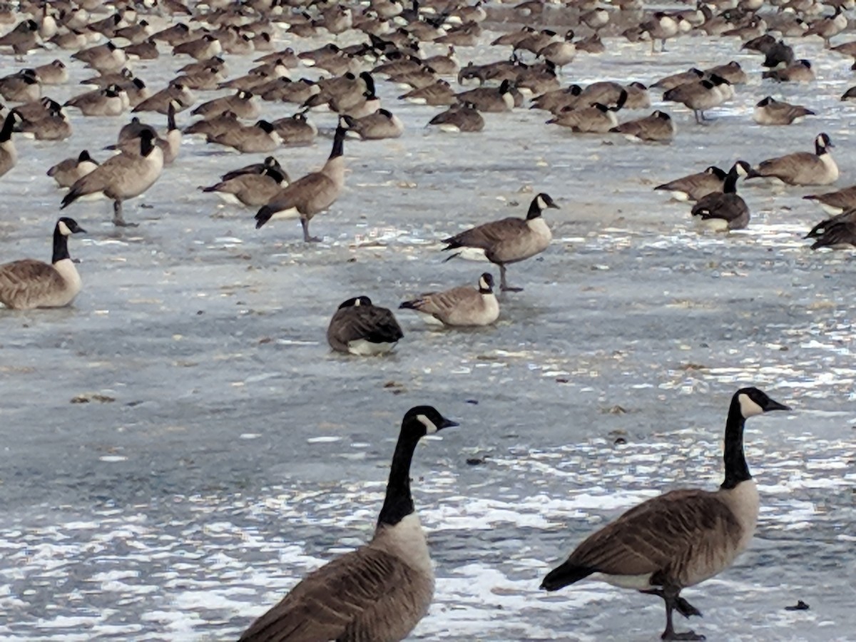 berneška malá - ML80588091