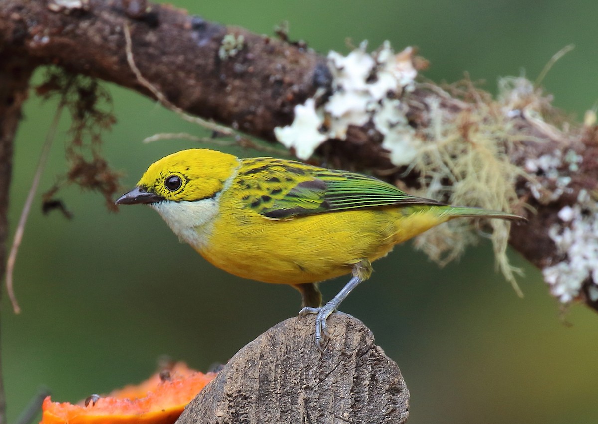 Silver-throated Tanager - Doug Beach