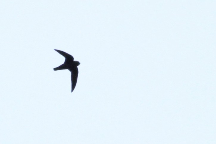 White-chinned Swift - ML80590091