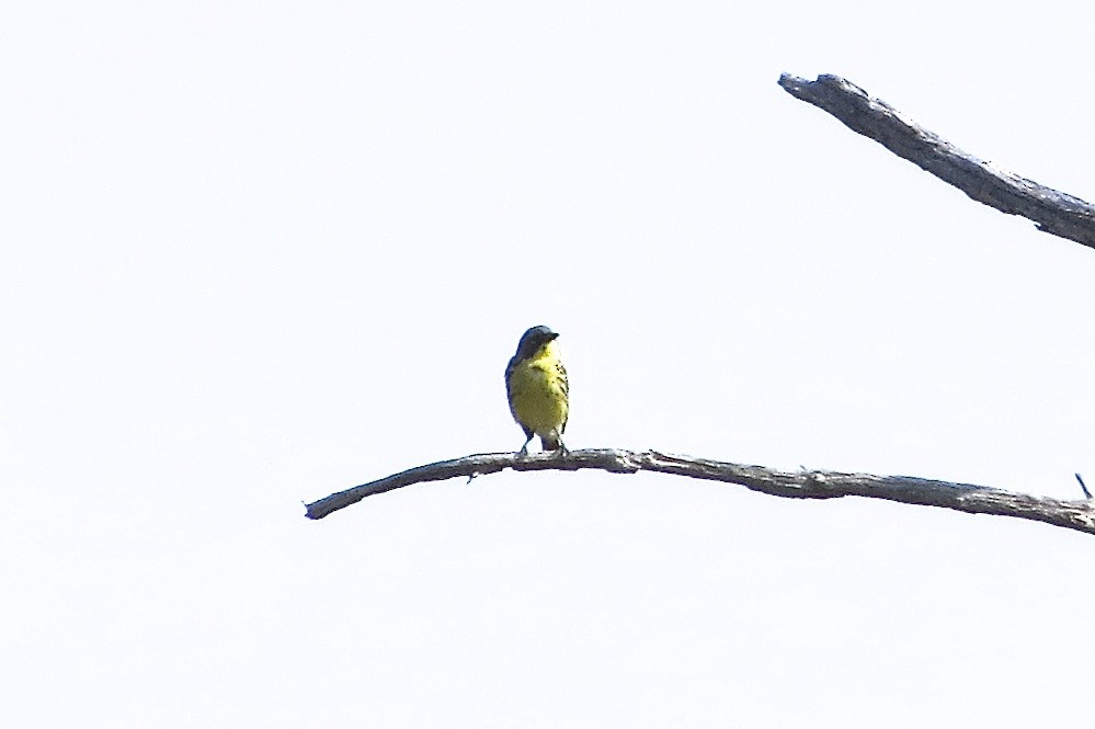 Kirtland's Warbler - ML80591011