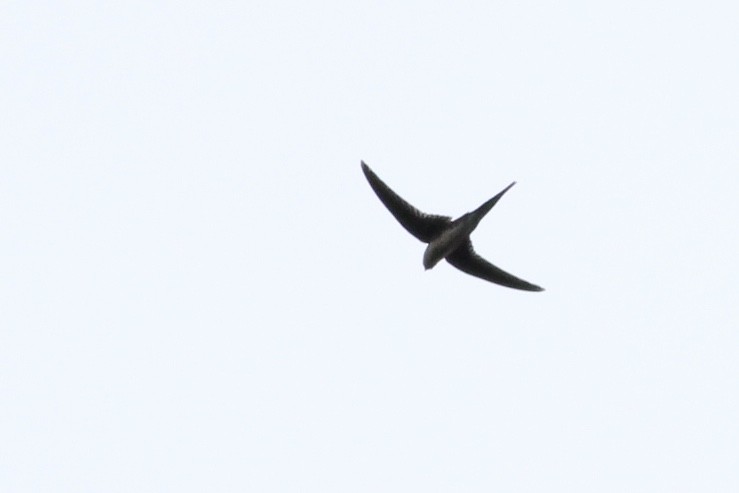 Fork-tailed Palm Swift - Alex Wiebe