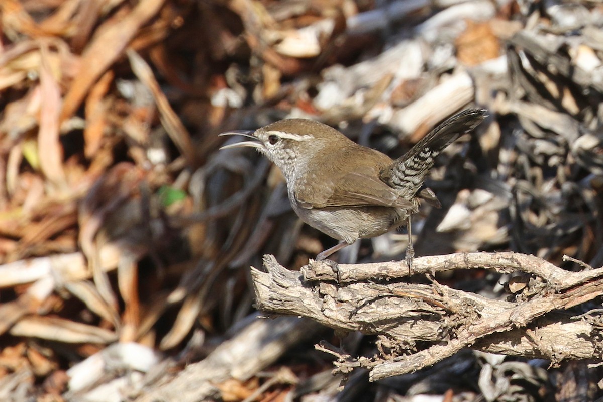 Bewick's Wren - ML80592091