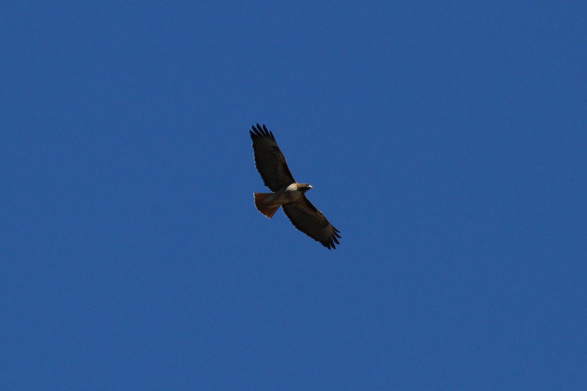 Red-tailed Hawk - ML80595381