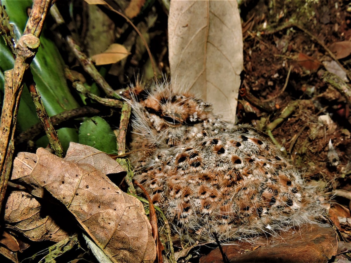 Bändernachtschwalbe - ML80595931