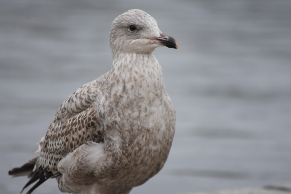 Larus sp. - ML80596971