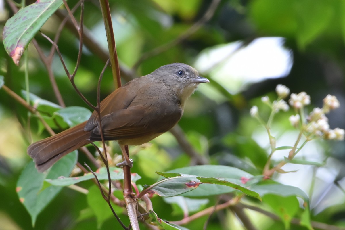 Brown-cheeked Fulvetta - vinodh Kambalathara