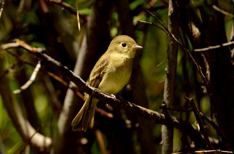 Western Flycatcher (Cordilleran) - ML80597451