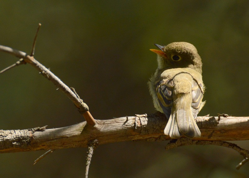 Western Flycatcher (Cordilleran) - ML80597461