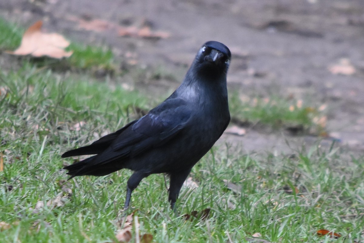 Eurasian Jackdaw - ML80597961