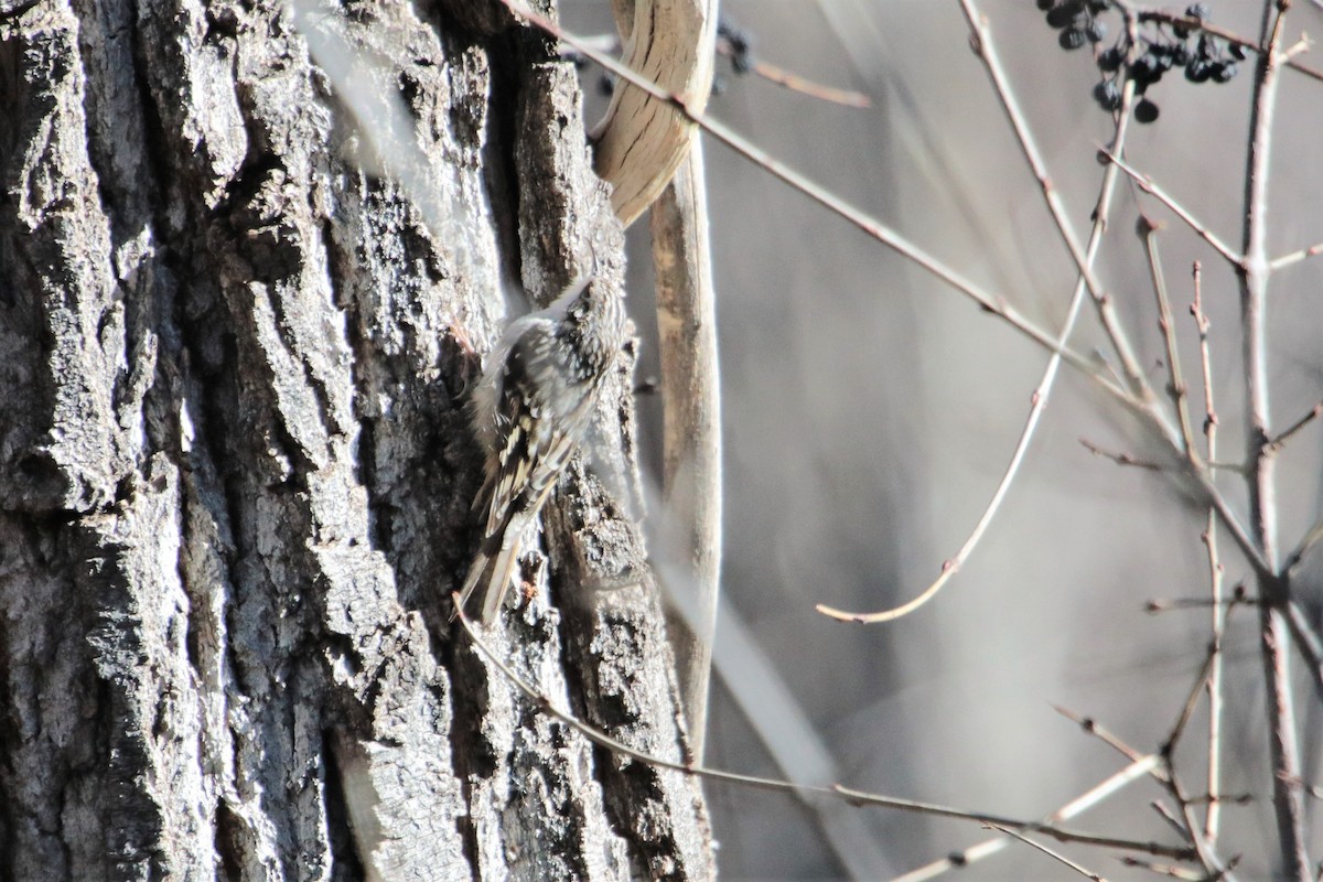 Brown Creeper - ML80598861