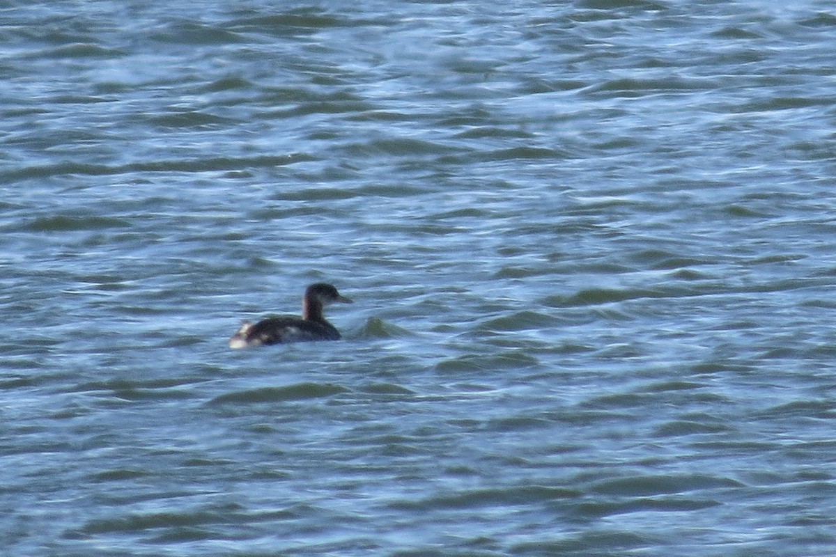 Red-necked Grebe - Audrey Whitlock