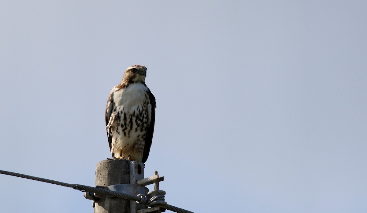 Red-tailed Hawk - Jay McGowan