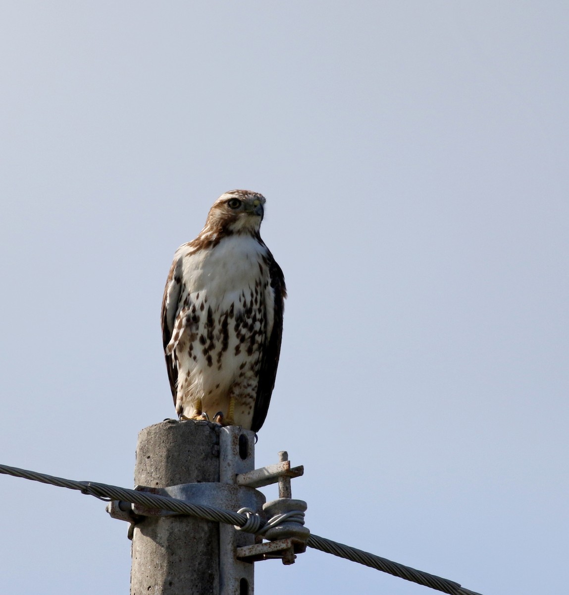 Red-tailed Hawk - Jay McGowan