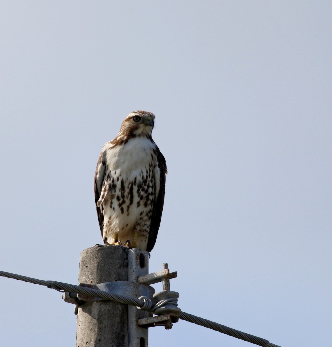 Rotschwanzbussard - ML80602511