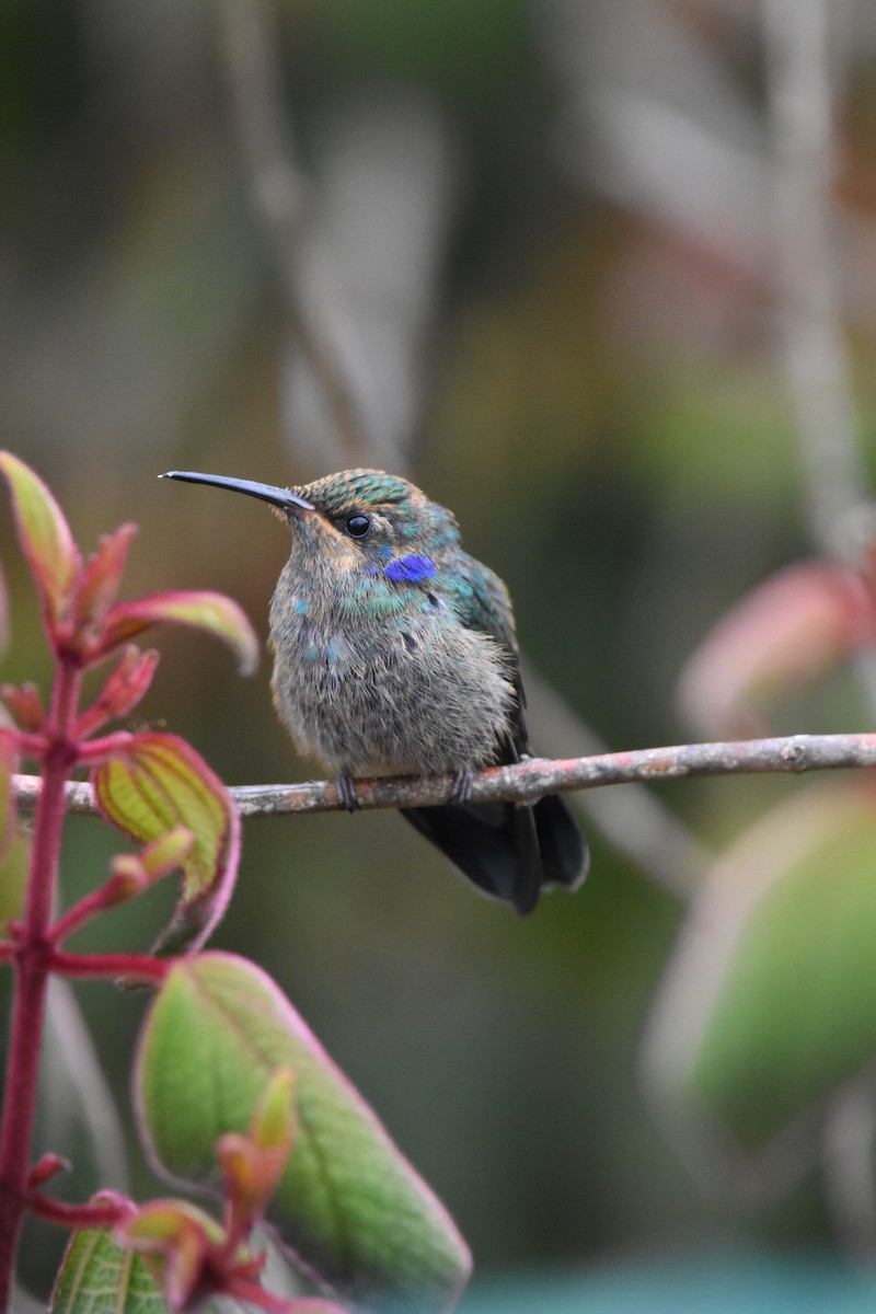 kolibřík modrouchý - ML80603051
