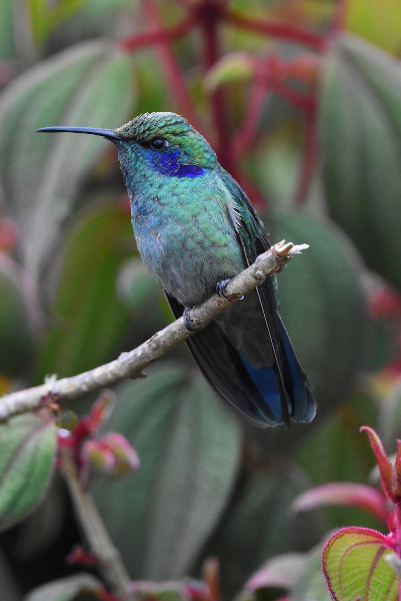 kolibřík modrouchý - ML80603061