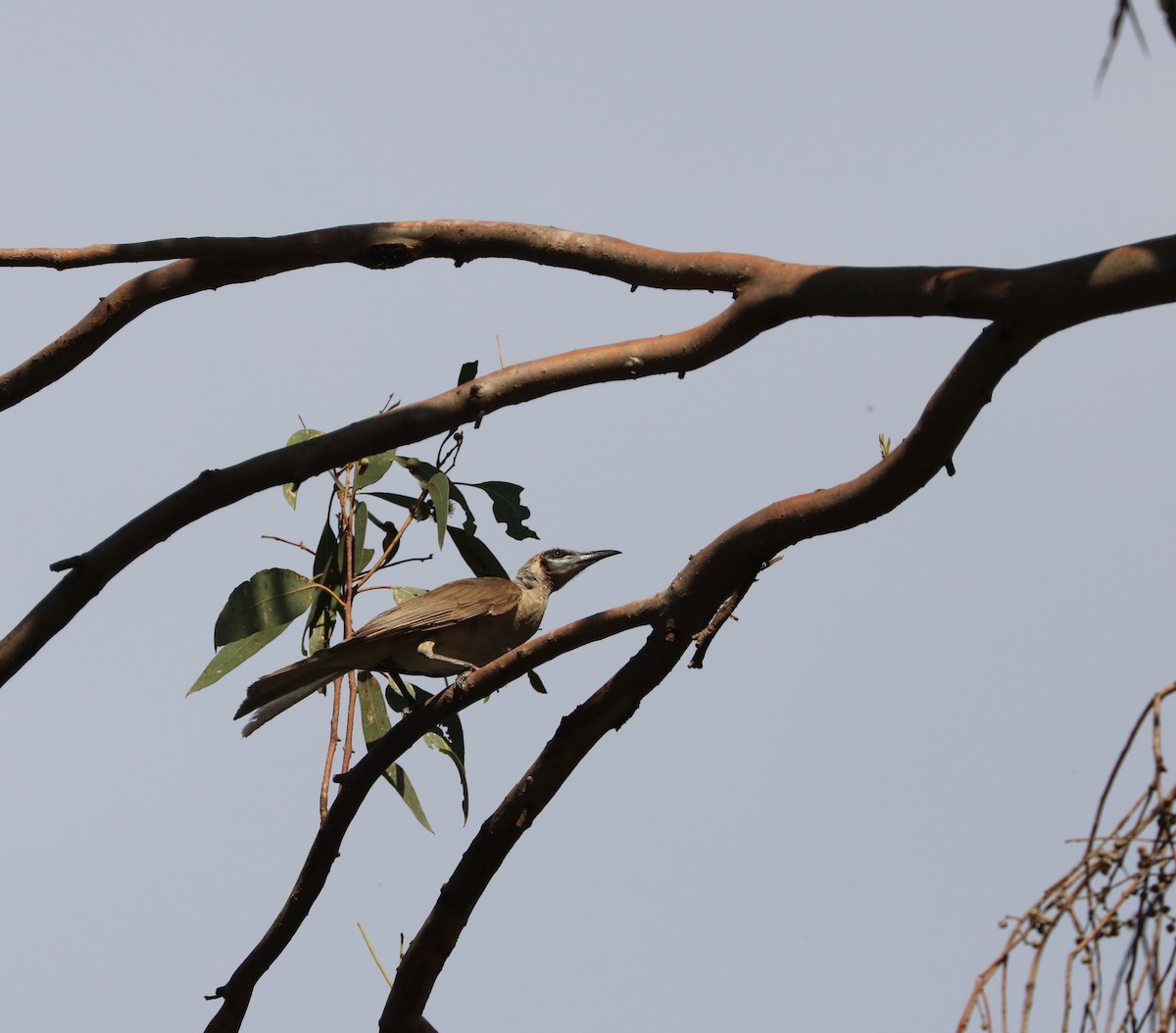 Little Friarbird - ML80604621