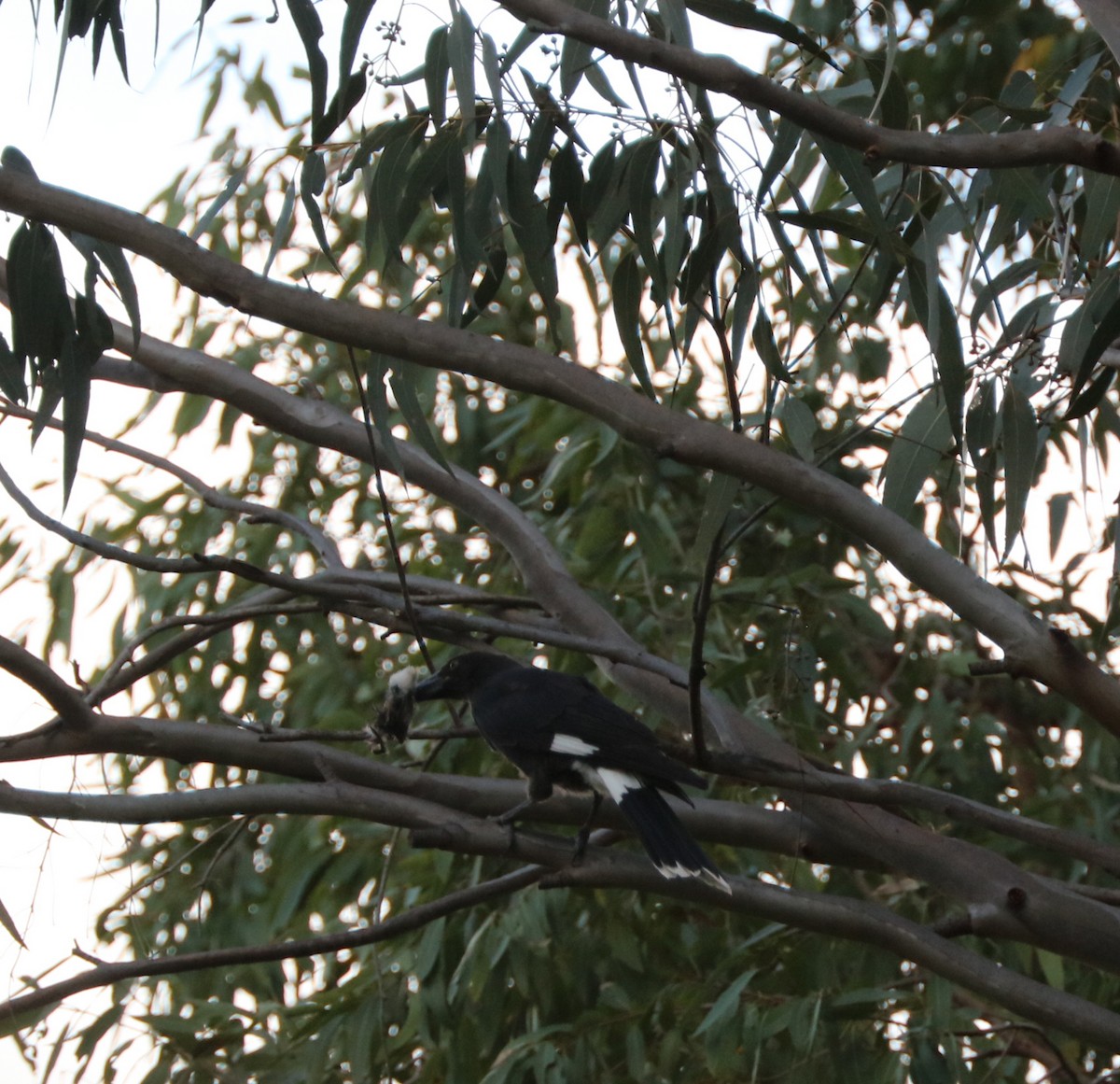 Pied Currawong - ML80604821