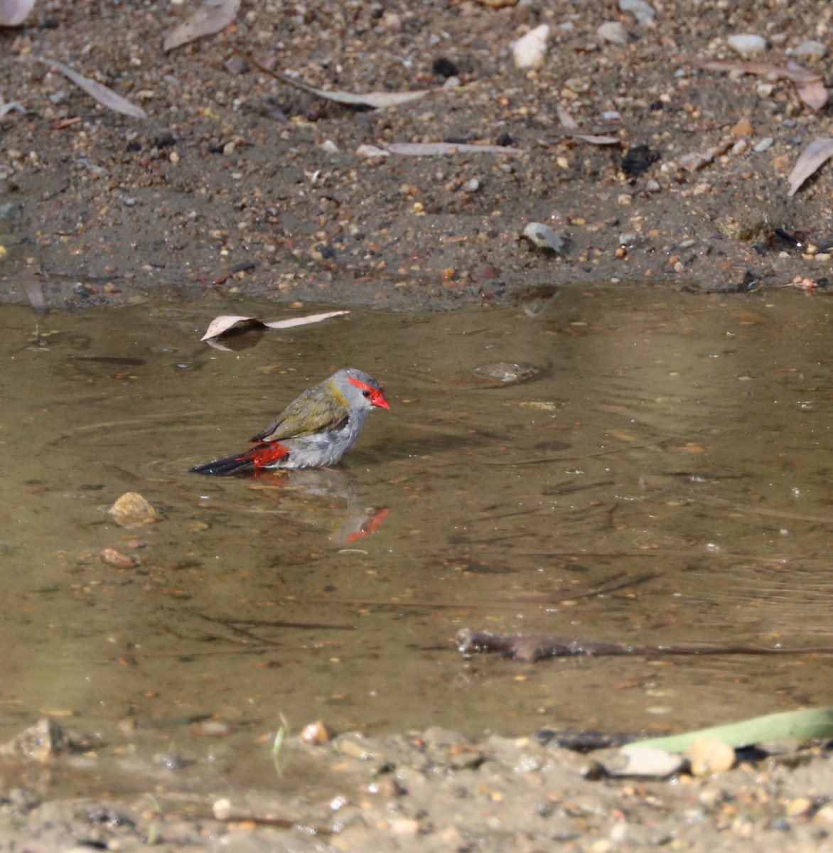 Red-browed Firetail - ML80604971