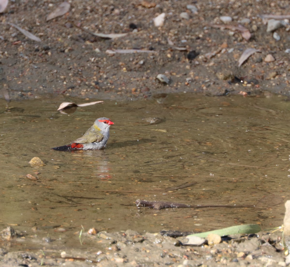 Red-browed Firetail - ML80604981