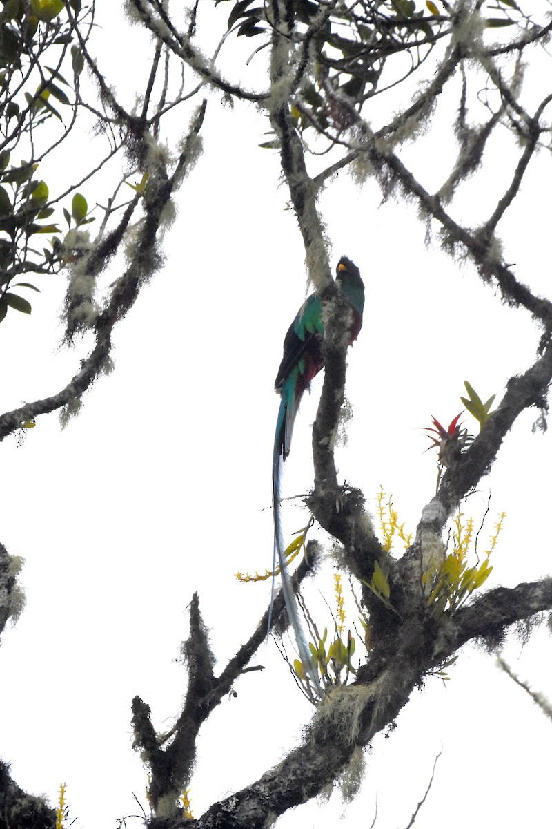 Quetzal Guatemalteco - ML80604991