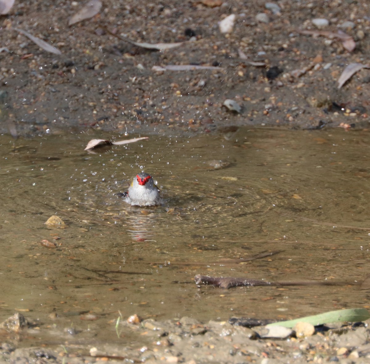 Red-browed Firetail - ML80605001