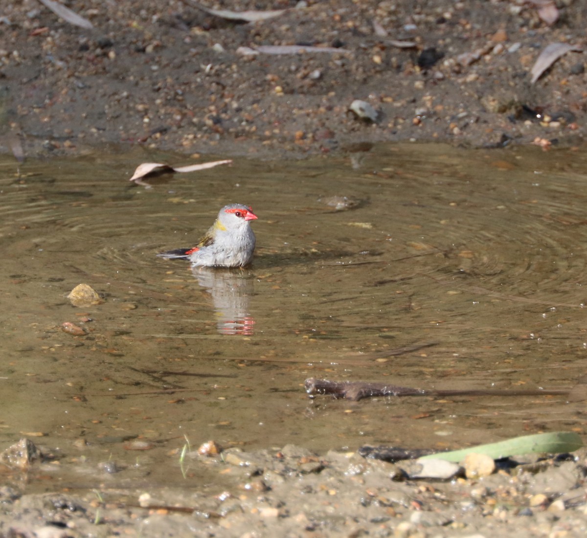 Red-browed Firetail - ML80605021