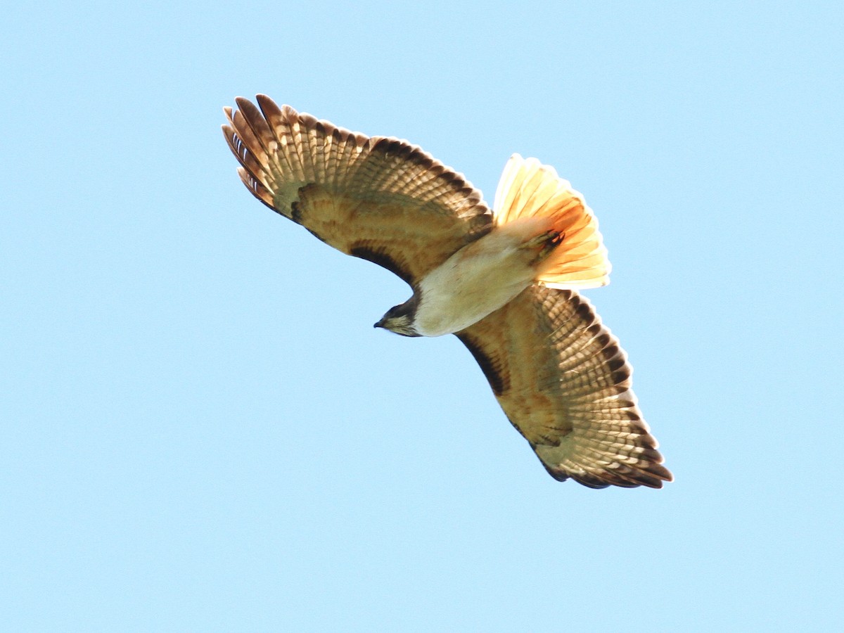 Rotschwanzbussard - ML80605531