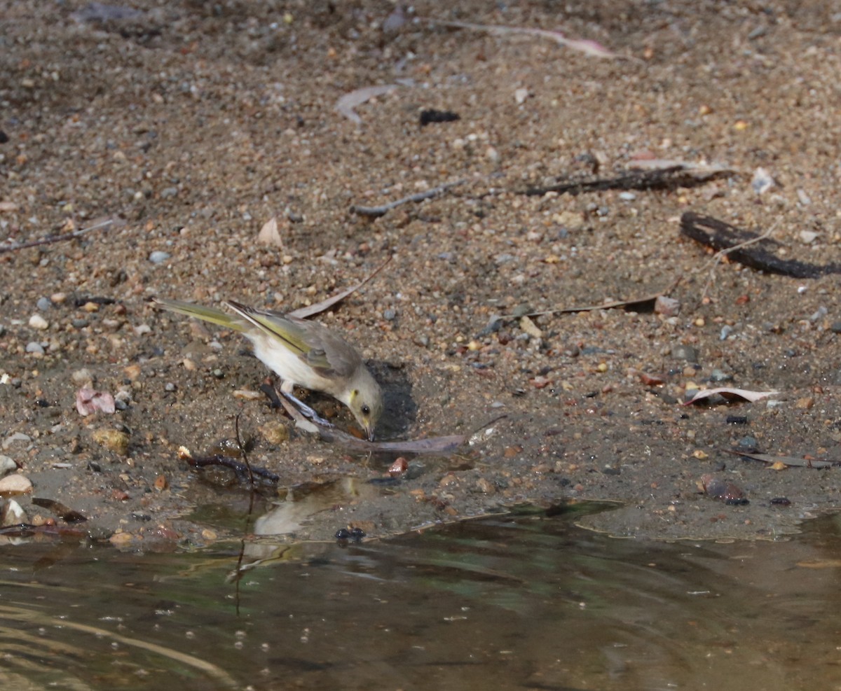 Fuscous Honeyeater - ML80605631