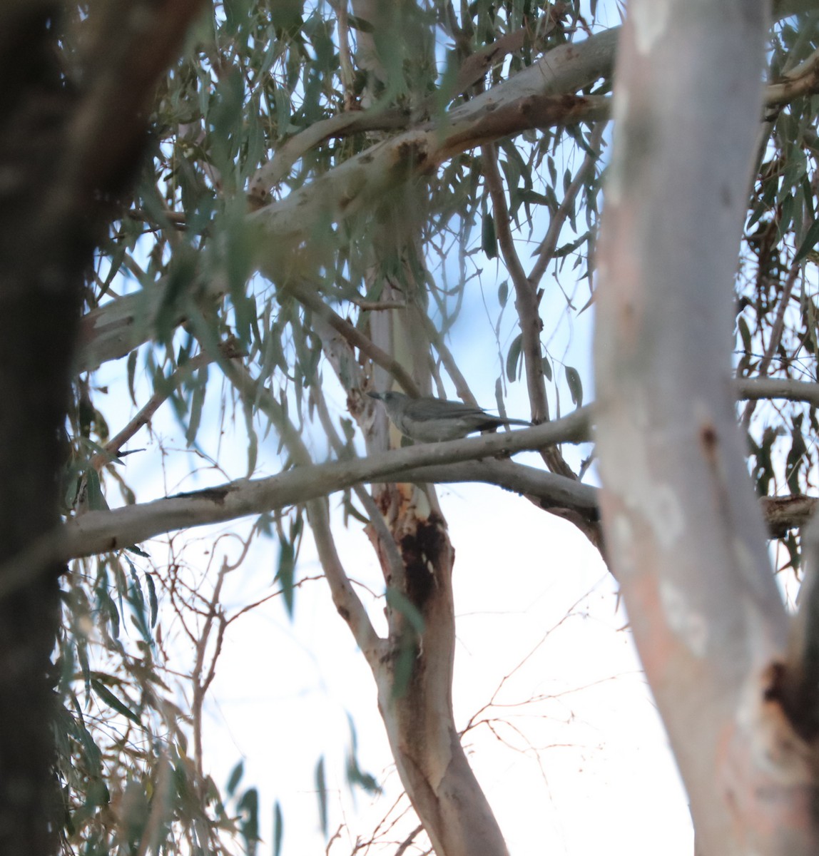 Gray Shrikethrush - ML80605731