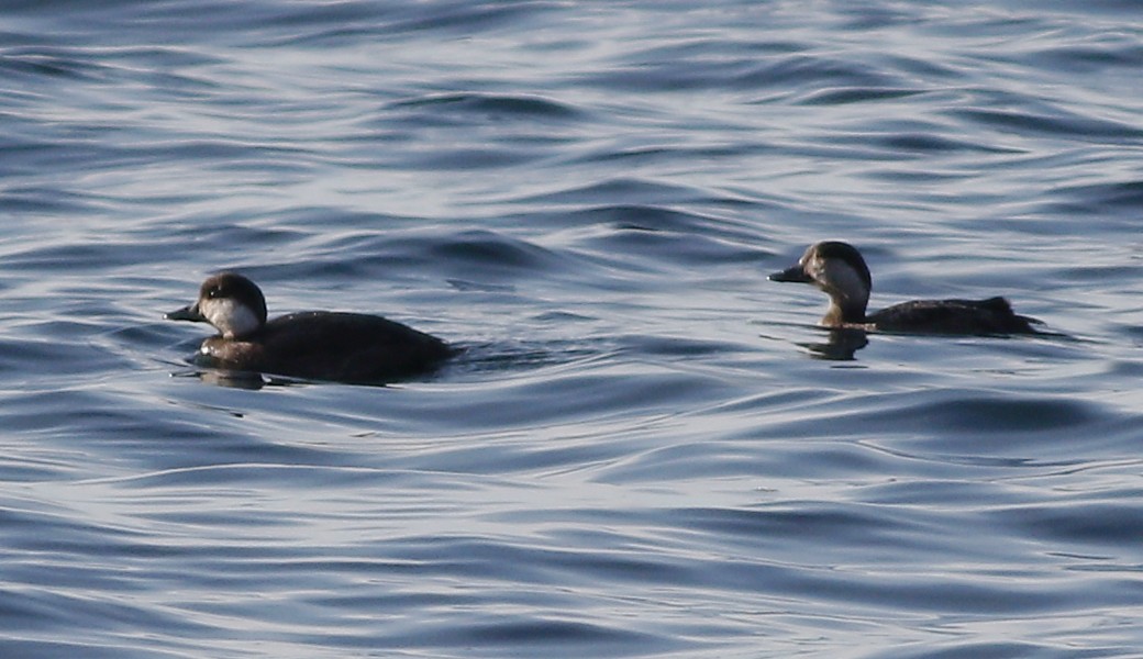 Black Scoter - Gary Jarvis