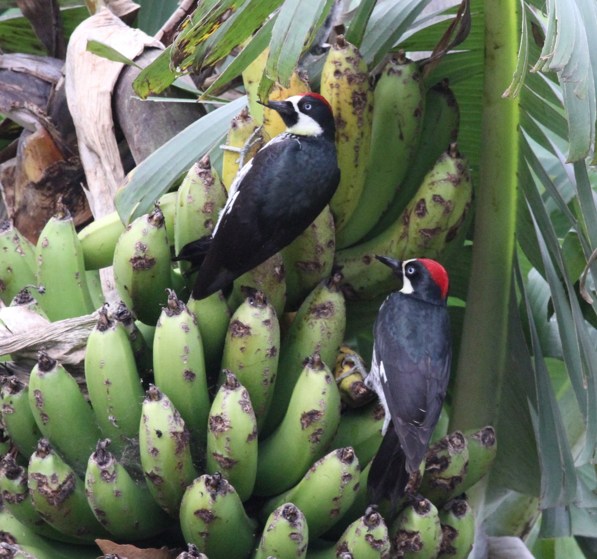 Acorn Woodpecker - ML80605821