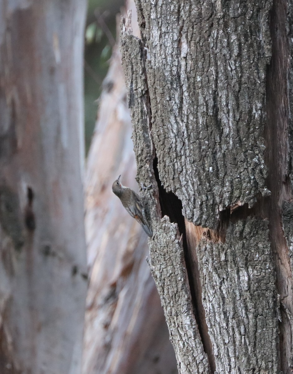 White-throated Treecreeper - ML80606161