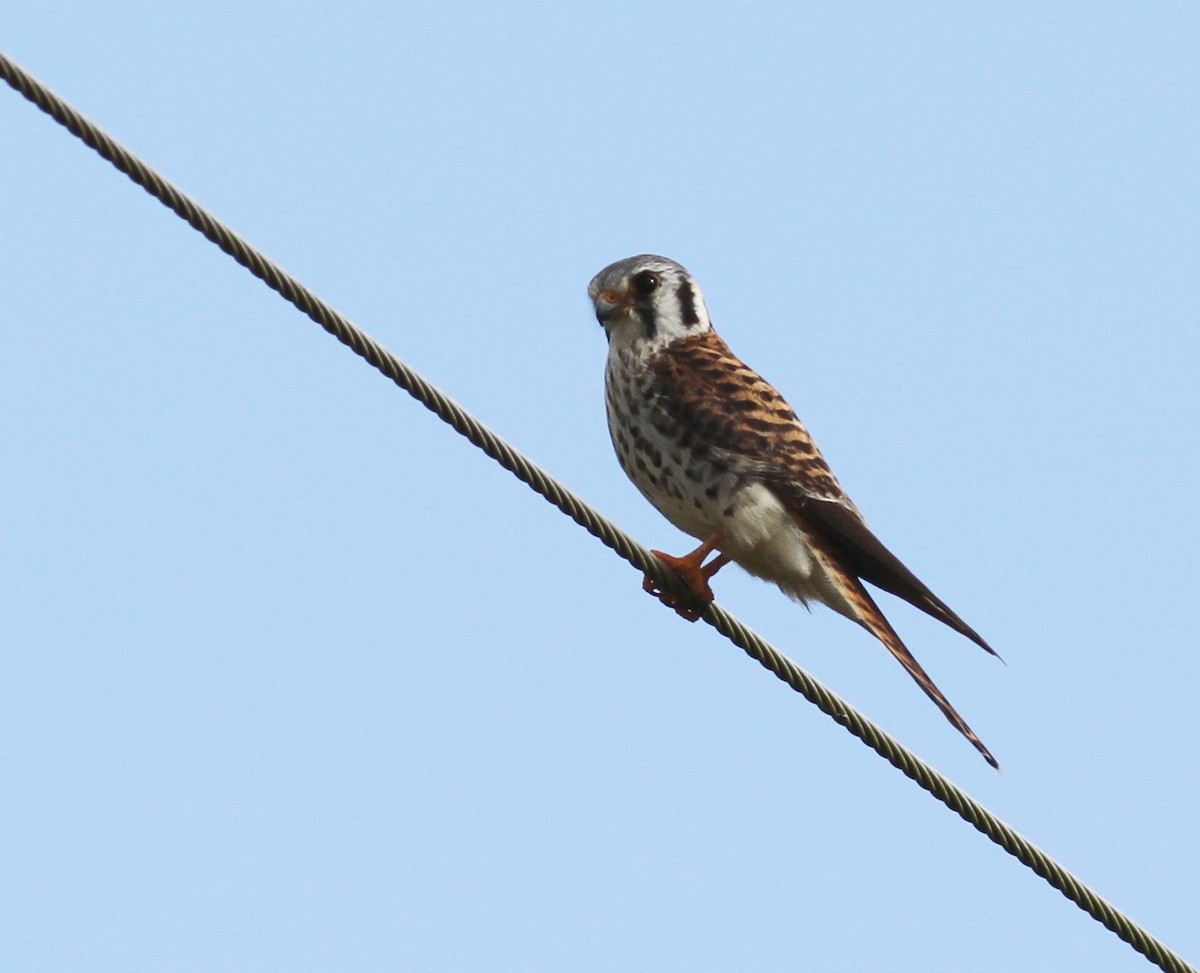 American Kestrel - Georges Duriaux