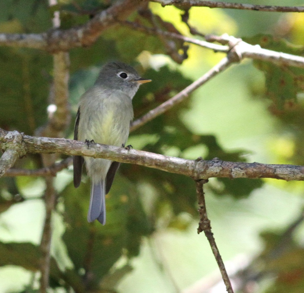 Hammond's Flycatcher - ML80606671