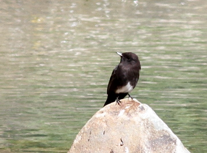 Black Phoebe - ML80606741