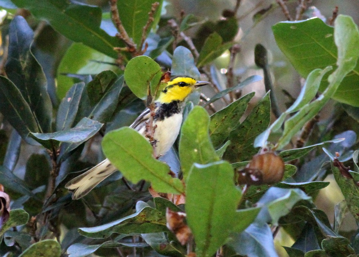 Golden-cheeked Warbler - ML80607041