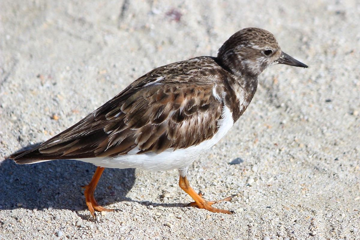 Ruddy Turnstone - ML80607131