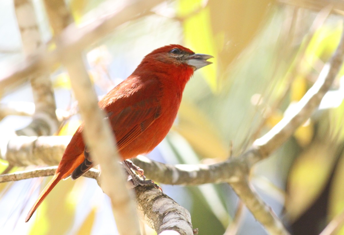 Hepatic Tanager - Georges Duriaux