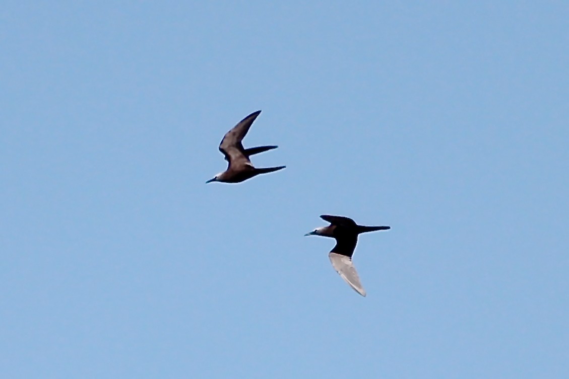 Brown Noddy - ML80607811